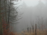 Puszcza barlinecka mgłą spowita