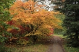 Arboretum SGGW w Rogowie - klony jesieni