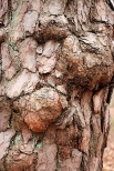 Olbrachtówko - kora drzewa