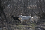 Kozy na nadwilaskich pastwiskach