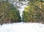 Leśna ścieżka zimą