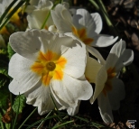 Wiosenne kwiatuszki w ogrodzie :