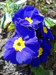 Wiosenne kwiatuszki w ogrodzie :