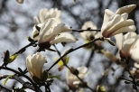 Ju kwitn magnolie ...w Parku Skaryszewskim