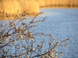 Wiosna nad Jeziorkiem Czerniakowskim