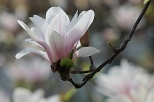 Czar magnolii