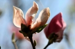 Powsiskie magnolie