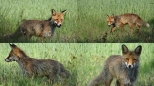 polująca lisica