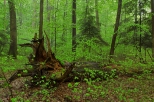 Wiosna w lesie - Rezerwat Przyrody Jastkowice