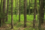 Las w Daszewicach