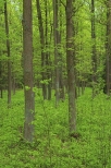 Las w Daszewicach