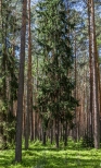 Moje lasy, Maziarnia koło Niska