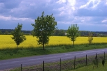 Żółte pole