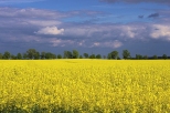 Żółte pole