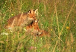 Lisica i jej młode