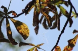 Pajęczynka w liściach kasztanowca