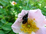 Seks na kwiatku dzikiej róży