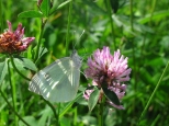 Motyl na koniczynie