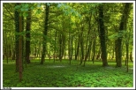 Owiska - klasycystyczny paac rodziny von Treskow _ przypaacowy park krajobrazowy