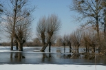 Wiosenne rozlewiska Bzury w okolicach Brochowa