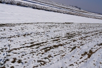 Szerzawskie pola zimą