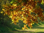 Barwy jesieni
