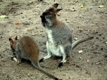 dwa kangurki