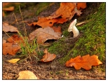 Gołuchów - jesienny gołąbek w parku