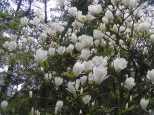 Warszawskie magnolie