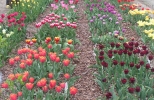 Tulipany w ogrodzie botanicznym w Warszawie