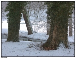 Gouchw - park, drzewa poronite bluszczem
