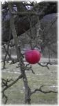Gdzie w Grach Stoowych... ostatnie jabko na drzewie
