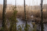 Bagno Macierowo w Mazowieckim Parku Krajobrazowym