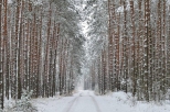 Las w zimowej szacie