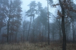 mgła01