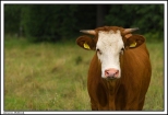 Zarzecze - tak wygląda krowa taka ze wsi, a nie z hodowli na wielką skalę ...