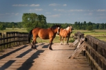 Łaś-Toczyłowo. Konie na starym drewnianym moście