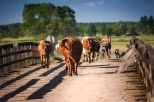 Łaś-Toczyłowo. Wracające z pastwiska krowy na drewnianym moście
