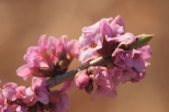 Wawrzynek Wilczełyko - zwiastun wiosny