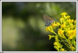 Lipa -  swoje piękno pokazuje tu także roślinność... i motylki też bywają, jak wszędzie...