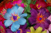 Lipniki - kolorowe kwiaty z barwionych ptasich piór