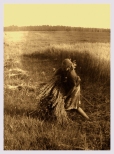 niwa - zdjcie fotografii z pocztku lat siedemdziesitych XX wieku