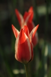 Wiosna w ogrodzie - moje tulipany
