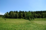 Nowa Morawa - Las w Nowej Morawie