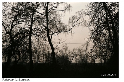 Okolice Rekowa - śródpolne krzaki