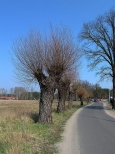 Droga w Osieku