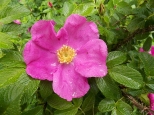 Kwiat dzikiej róży