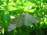 Motyle w trawie