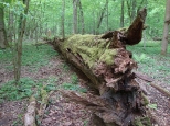 Rozkładający się pień najsłynniejszego drzewa w Puszczy Białowieskiej