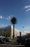 Sztuczna palma
